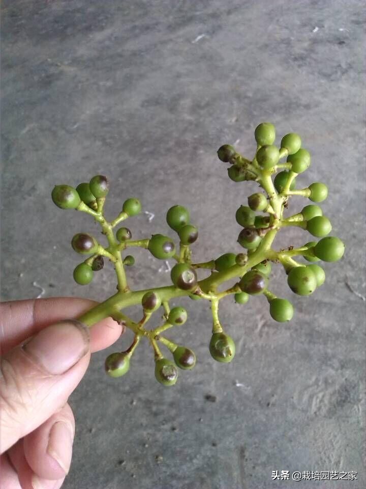 病害：这些图例都是黑痘病，危害很大，注意平时防范