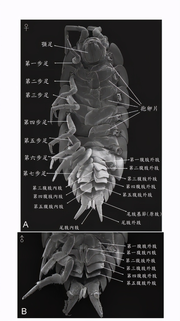 老鼠和他的老婆,猫和老鼠与他们的老婆
