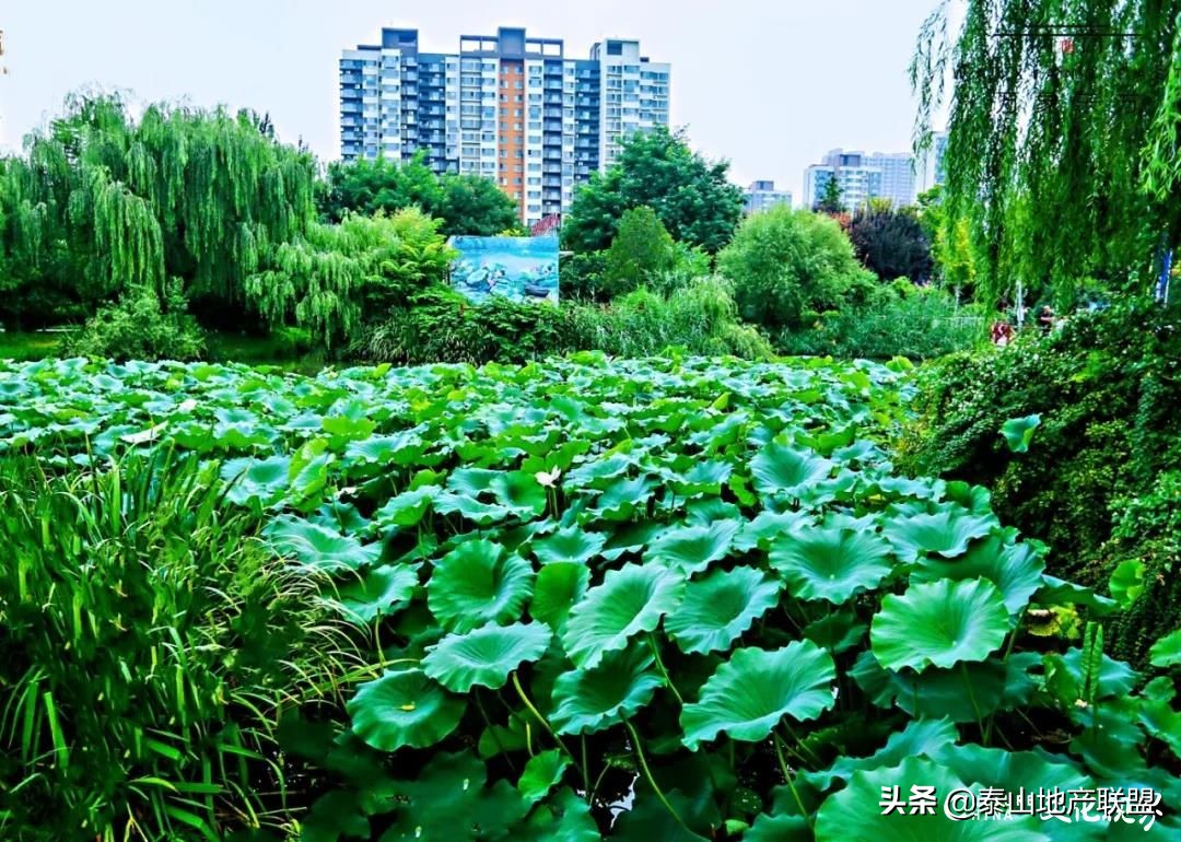 天鸿万象东方二期特价房最新,天鸿万象东方备案价
