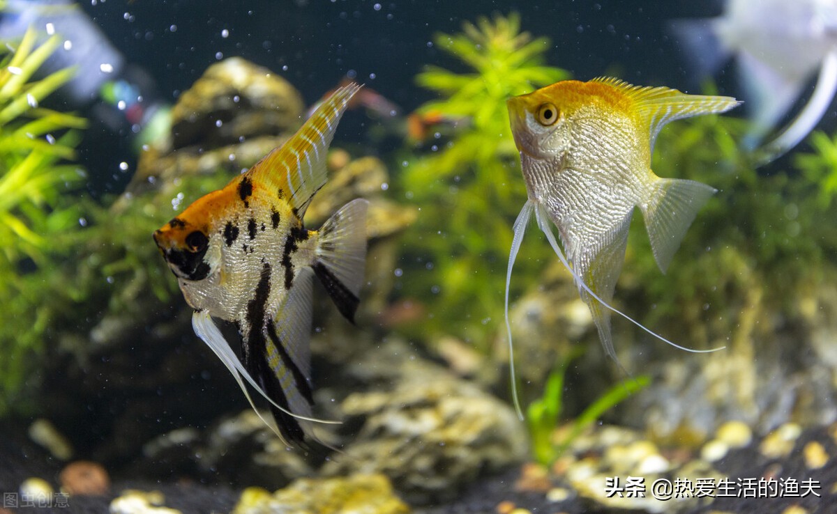 不用经常换水的观赏鱼鱼缸哪个好,热带观赏鱼鱼缸换水正确方法