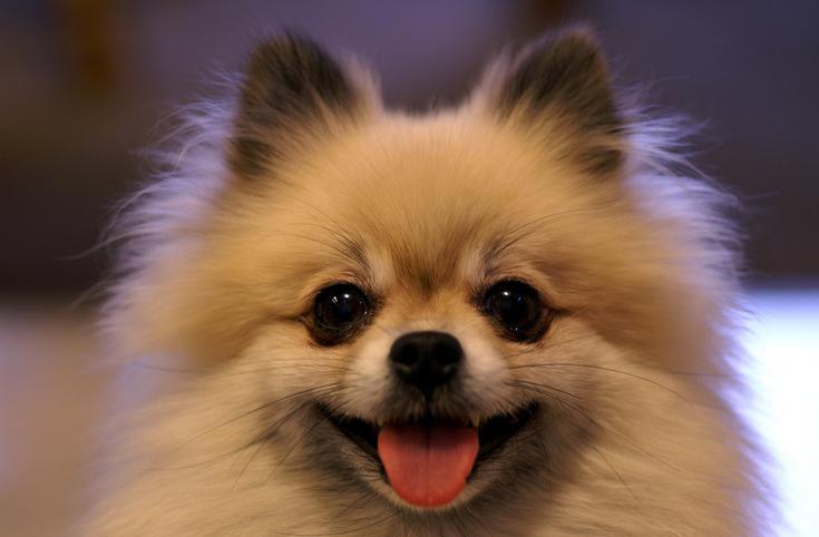 世界上最贵的狗狗排名,世界上最受欢迎的狗狗是什么狗