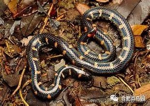 蛇如何升级为龙,可以升级的蛇