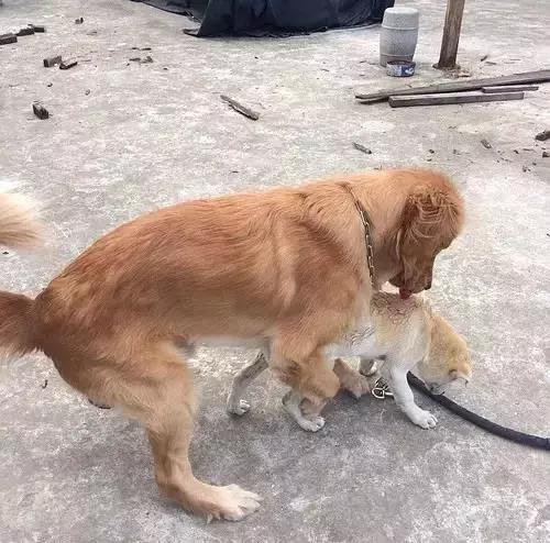 公狗被公狗纠缠怎么办,我家公狗一直叫怎么办