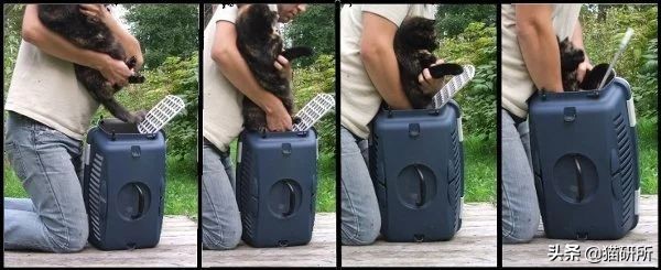 应该如何引导猫咪进航空箱,怎样让猫咪不害怕主人