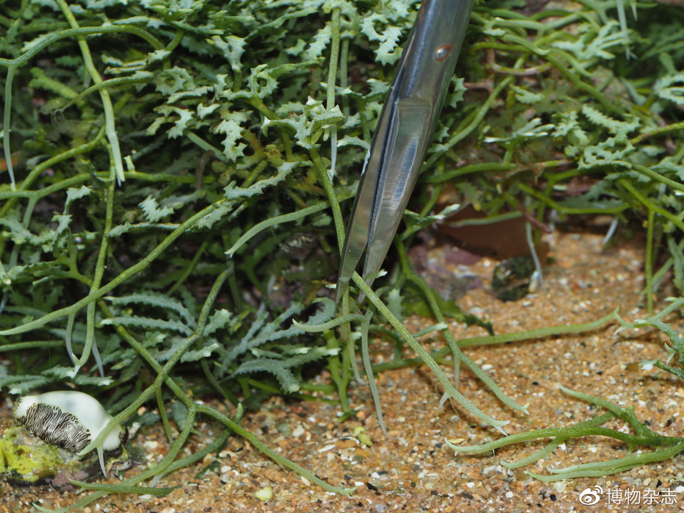 教你做生态鱼缸,教我做生态小鱼缸