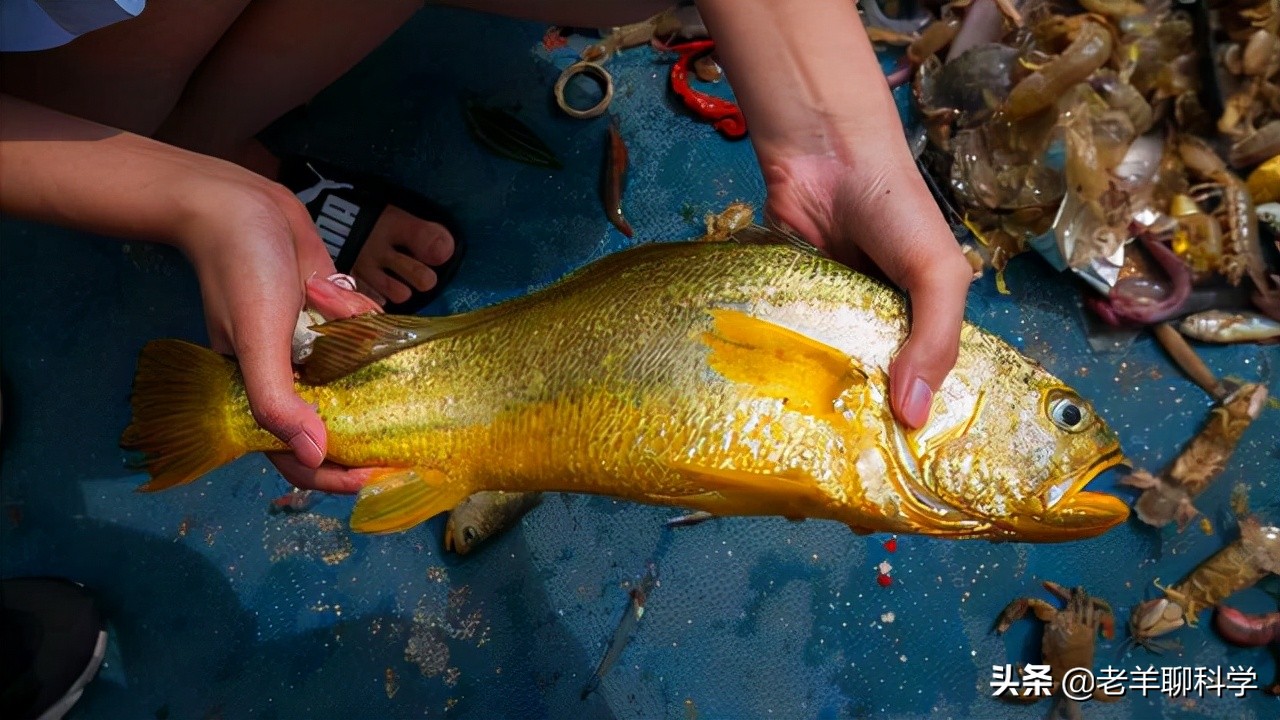 中国大黄鱼灭绝之路,东海400万尾大黄鱼放流东海