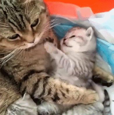 好不容易养大的猫被猪拱了,猫为什么喜欢被猪拱