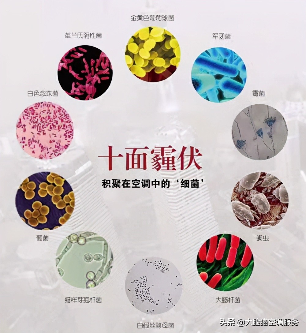 大脸猫推荐理由,大脸猫保健品