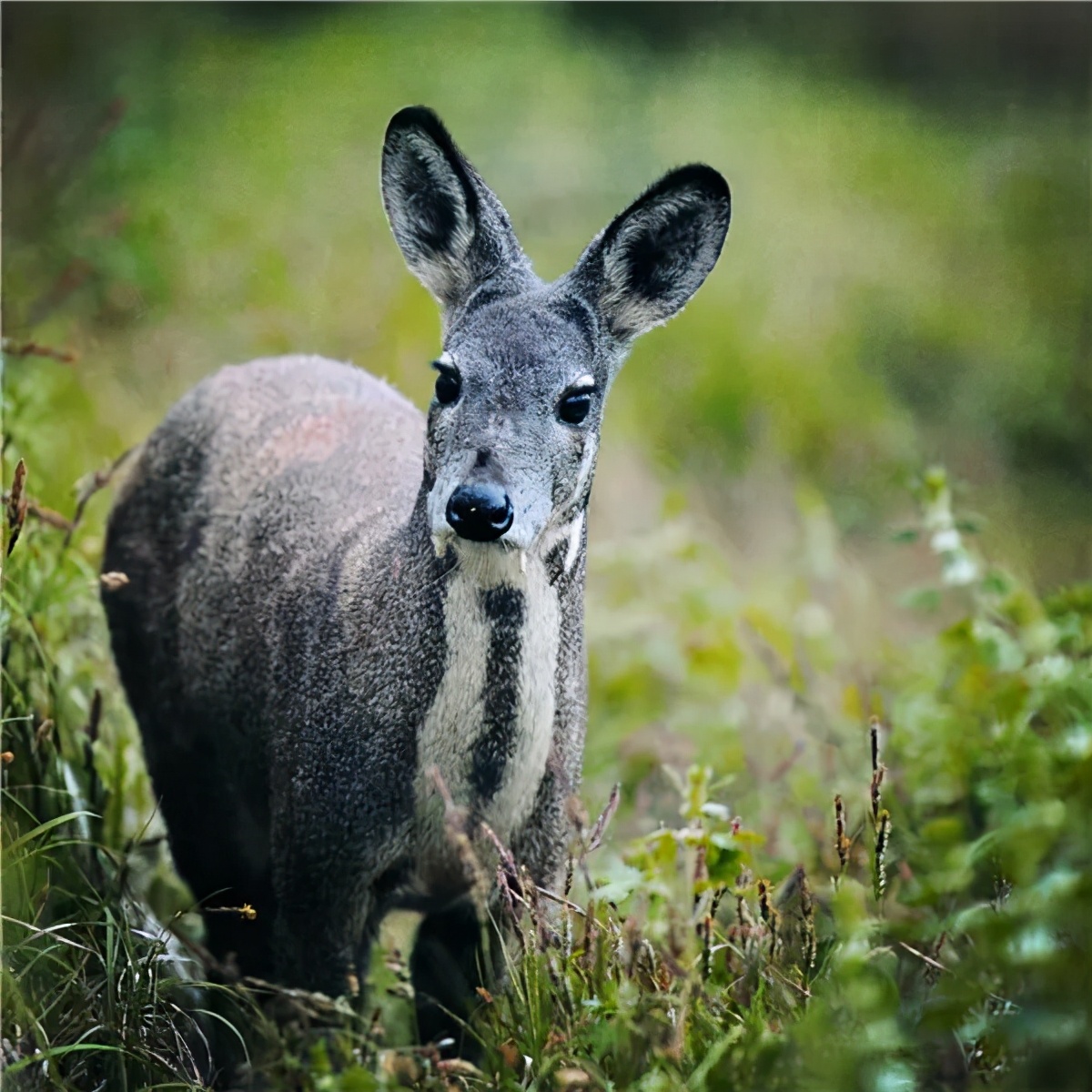 国产最好的药片仔癀,处方药片仔癀被炒到千元一粒