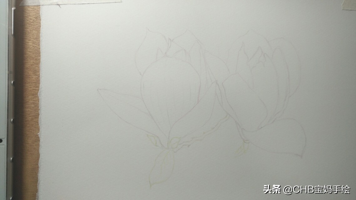 玉兰彩铅画教程图解,零基础彩铅画入门教程桃花