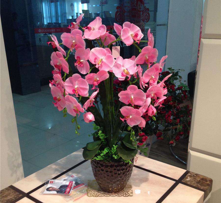 蝴蝶兰一浇水根就发霉,蝴蝶兰一夜之间就蔫巴了