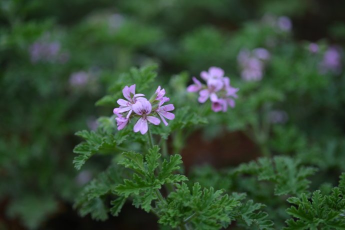 花园里防蚊子,在花园里劳作