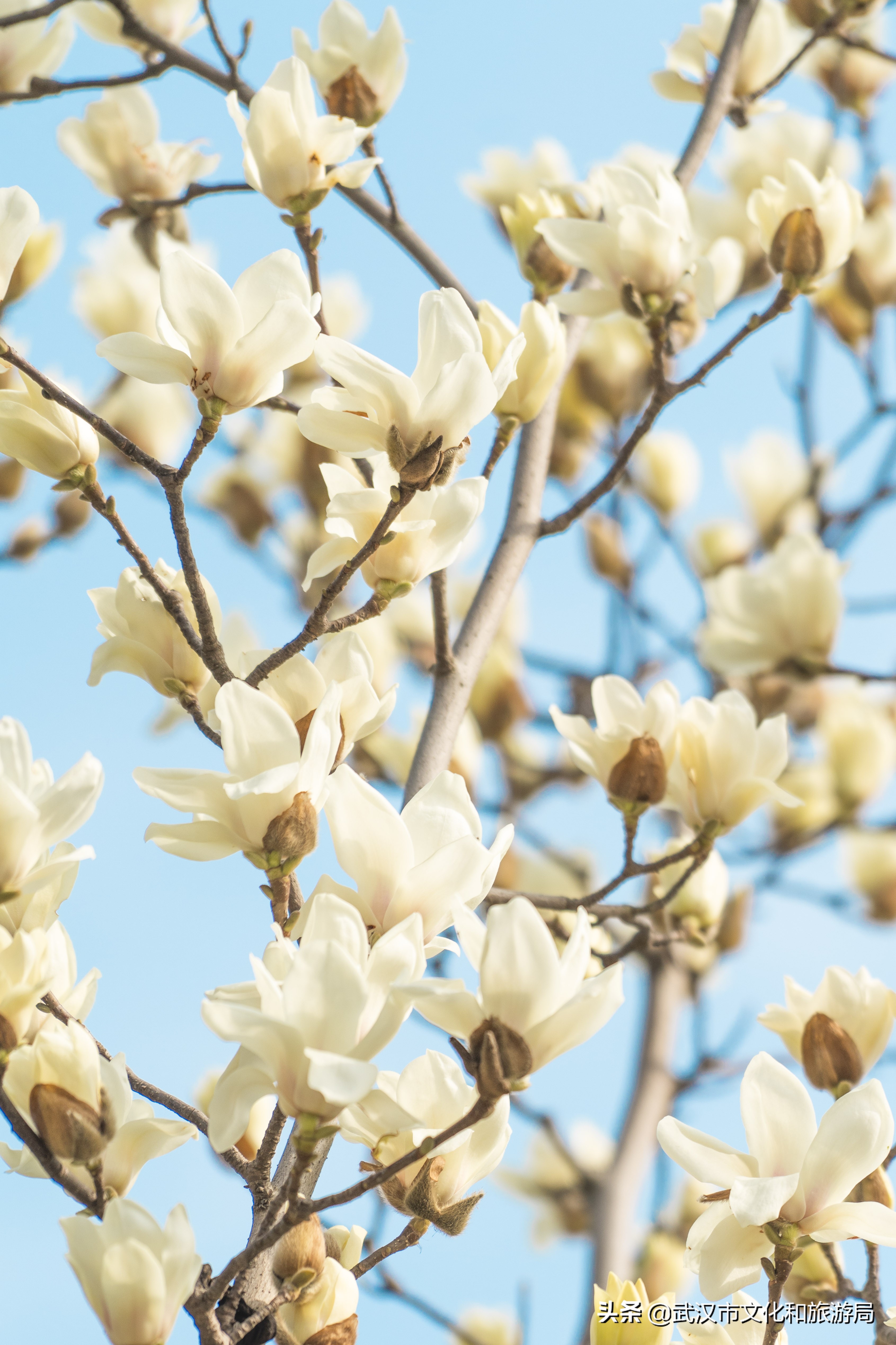 十大赏樱花胜地,赏樱必去武汉四大绝美樱花园