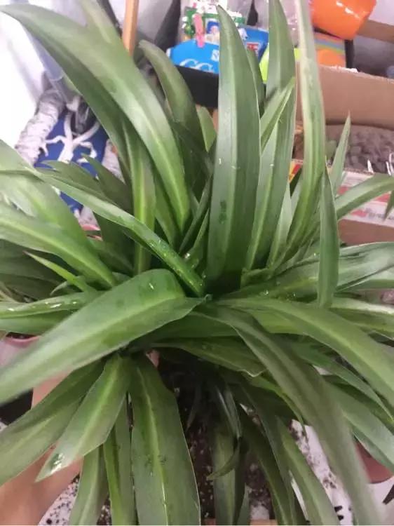 吊兰绿萝怎么换土,绿萝和吊兰用什么土壤