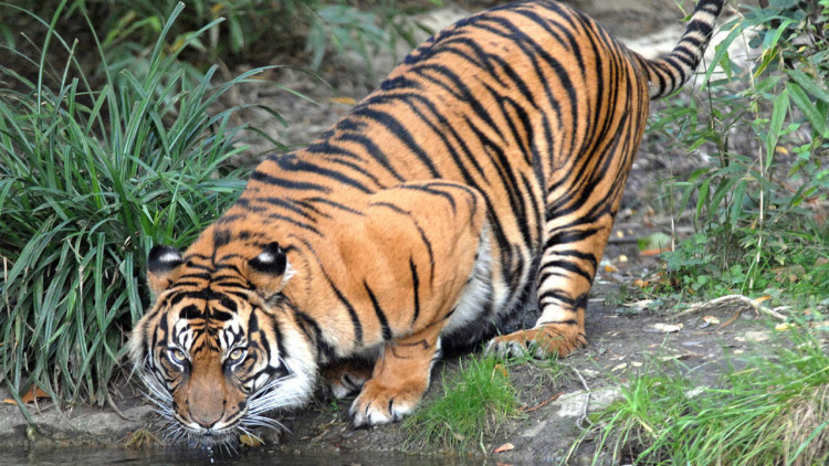 狮子和老虎打架的故事,老虎和狮子打架谁厉害