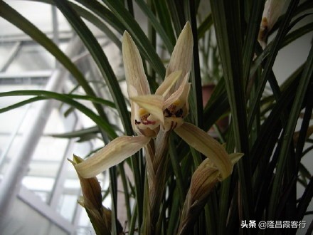 隆昌素“云顶香”险些绝迹的旧事