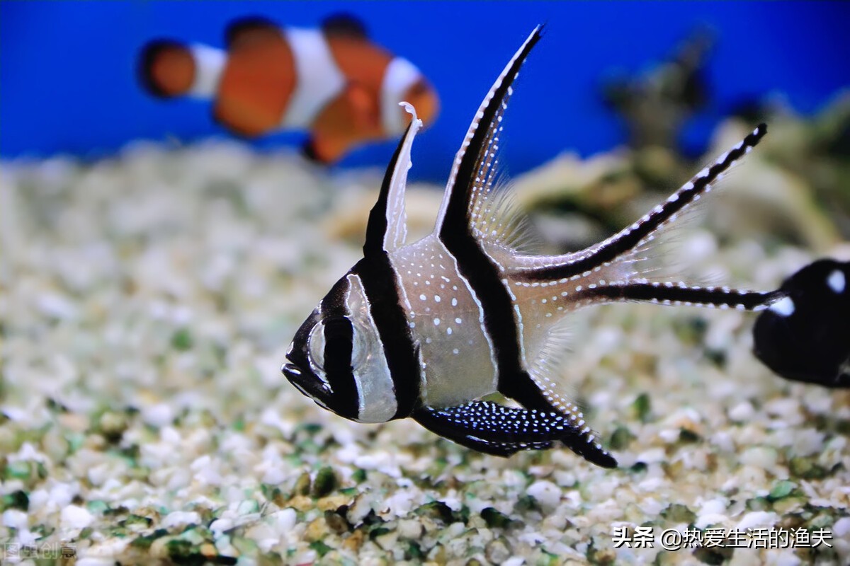 新入缸的鱼侧躺了怎么办,新鱼入缸其他鱼趴缸怎么回事