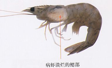 黑鳃、烂鳃、绿鳃、黄鳃，都让你心塞