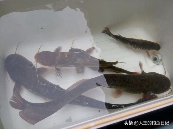 手竿串钩海竿串钩对比,野钓串钩的正确方法