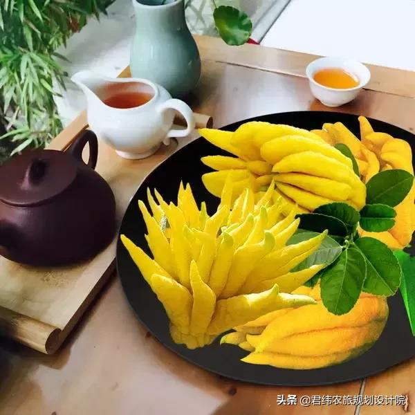 精品水果盘点,好吃又好养的水果