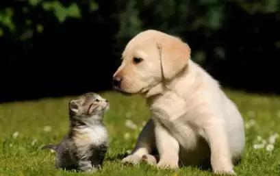 朋友的不同表达,朋友的不同语言表达