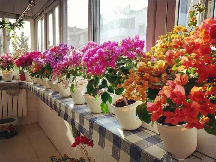 这10种花不怕晒,这3种花不能懒着养