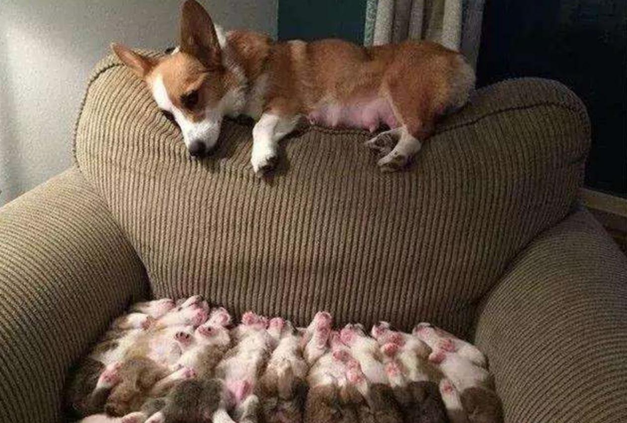 狗狗刚生完宝宝注意事项怎么护理,狗狗生宝宝需要准备些什么东西呢