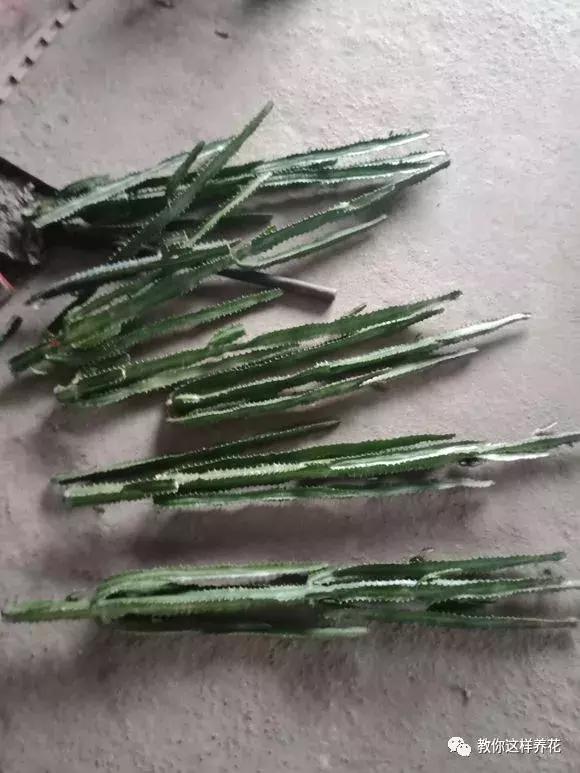 别人扔了的龙骨花捡回来好不好,别人丢掉的发财树能捡回来种吗