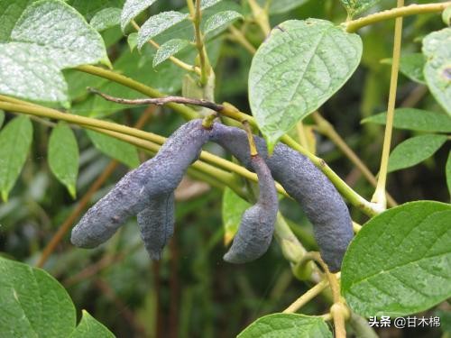 童年野果子,儿时的野果子总让人回味无穷