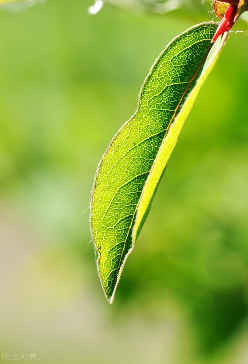 春天是绿色的作文,春天是绿色的像什么