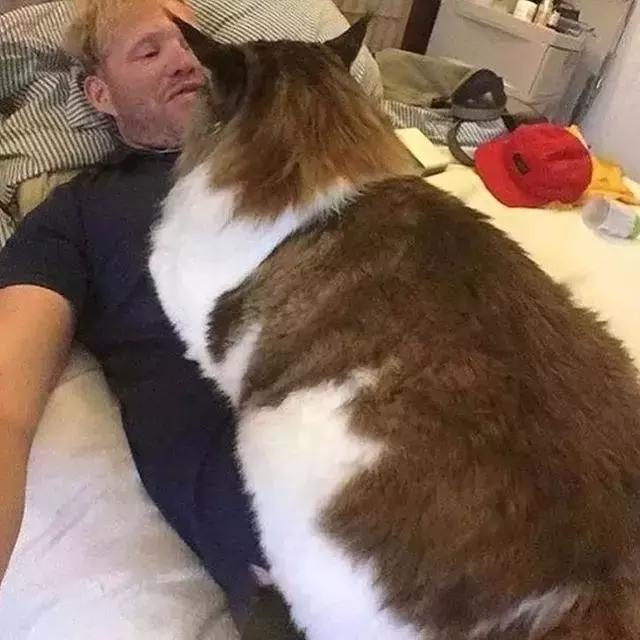 被猫踩了一脚出了一点点血,猫咪被人踩了一脚口吐白沫