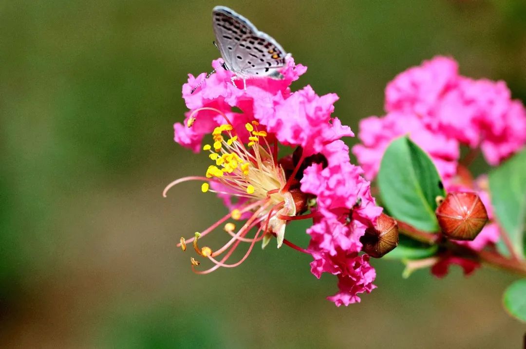 浜鸿秺鑰佽秺娌ф,鍥涘崄骞寸传钖囨爲