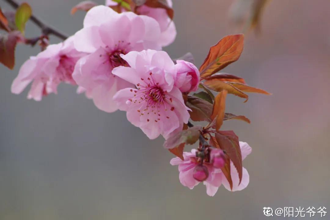 春天开的花有哪些常见又漂亮,十大名花在春天开的有哪些