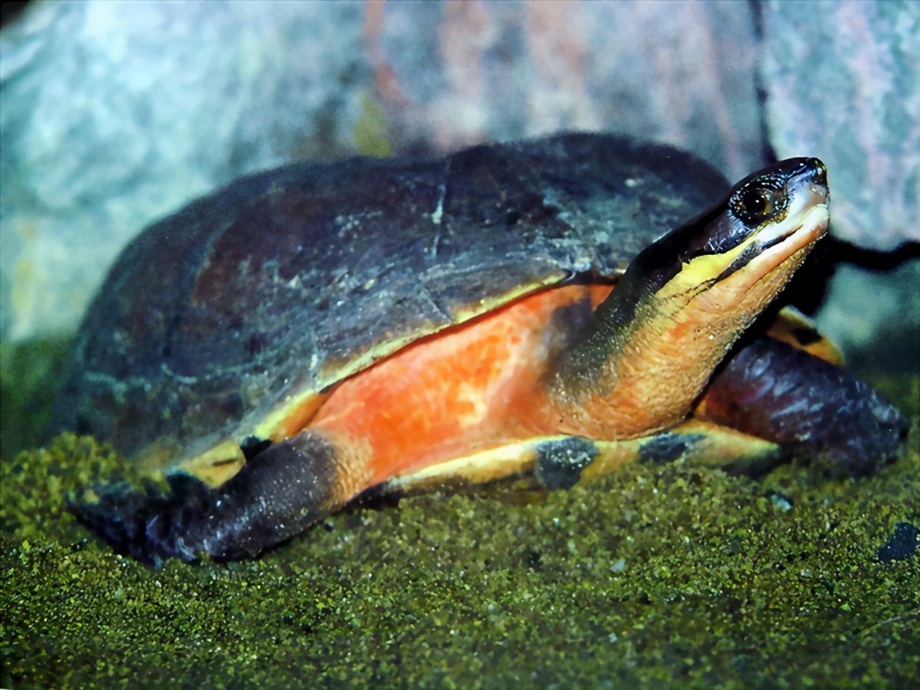 各种龟类图片大全大图,龟类展示会