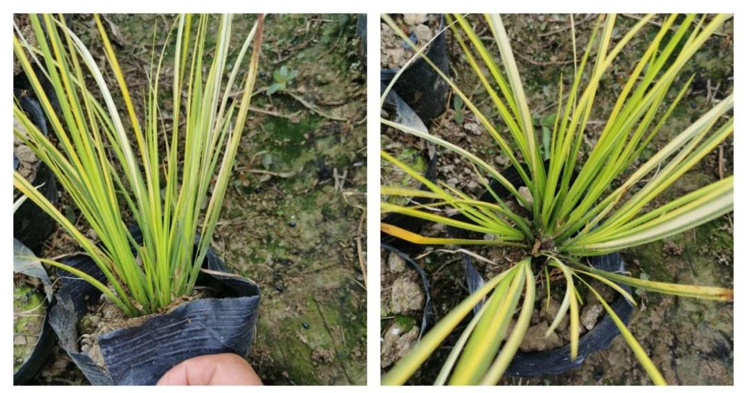 鑻椾粨浼氬憳,鑻椾粨浼氬憳鏈嶅姟