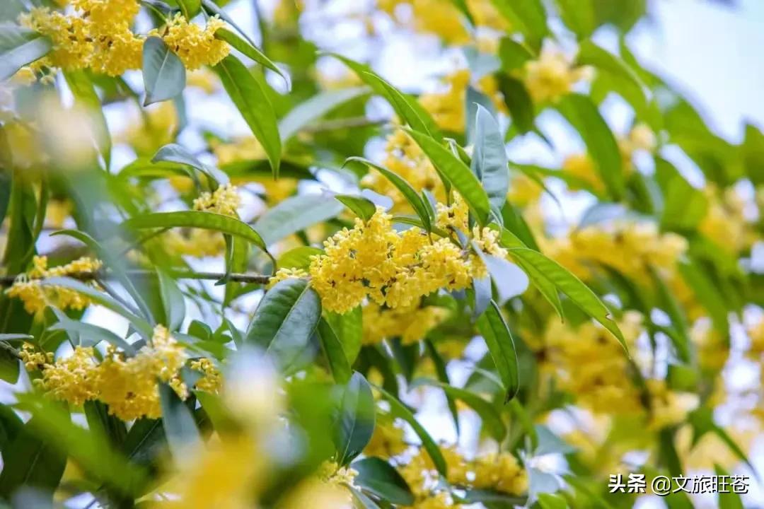 周末来一场与银杏的邂逅,周末与阳光撞个满怀