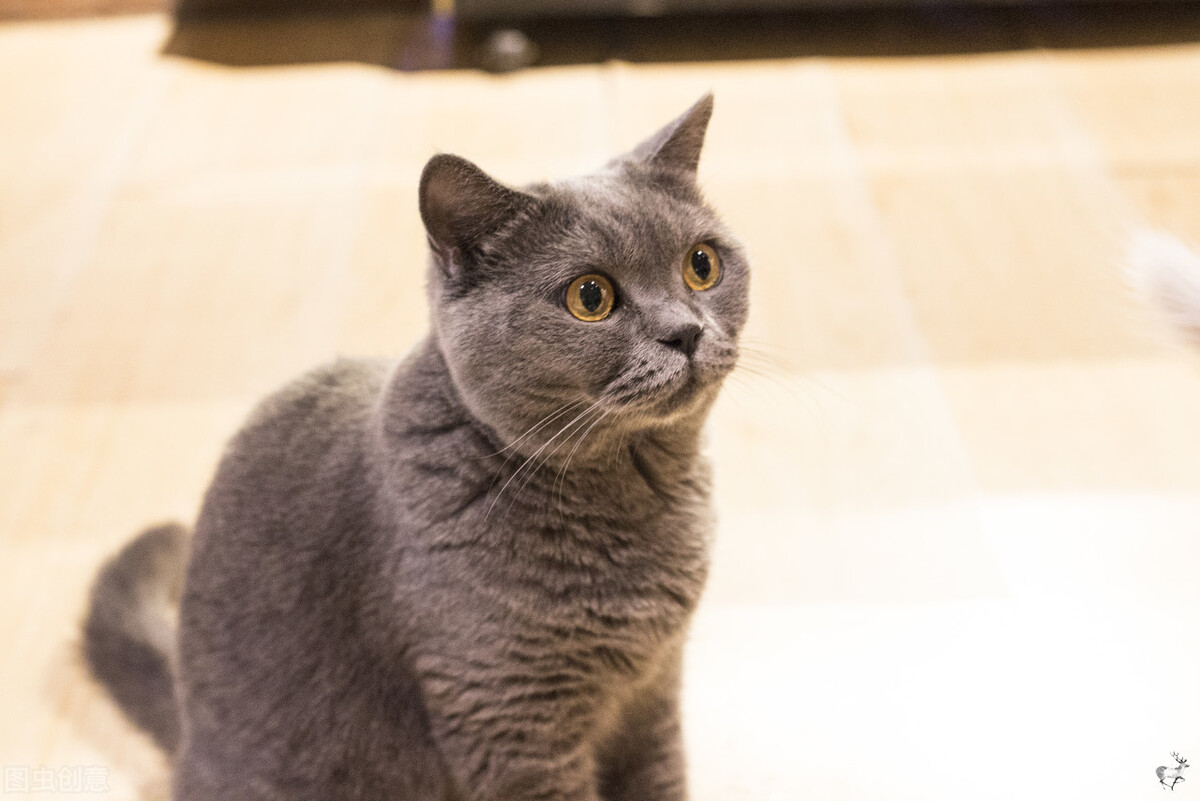 猫咪乱尿尿是报复你吗,猫咪乱尿后会怕主人吗