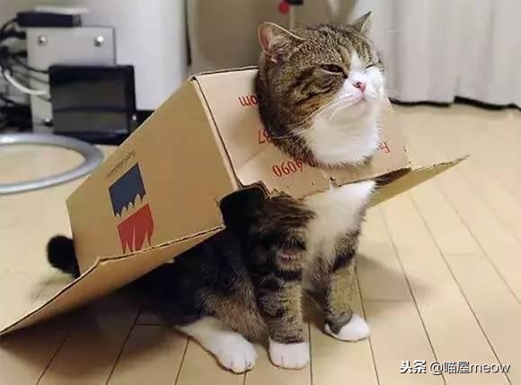 猫喜欢被挠脸是什么意思,猫喜欢被挠下巴闭着眼睛