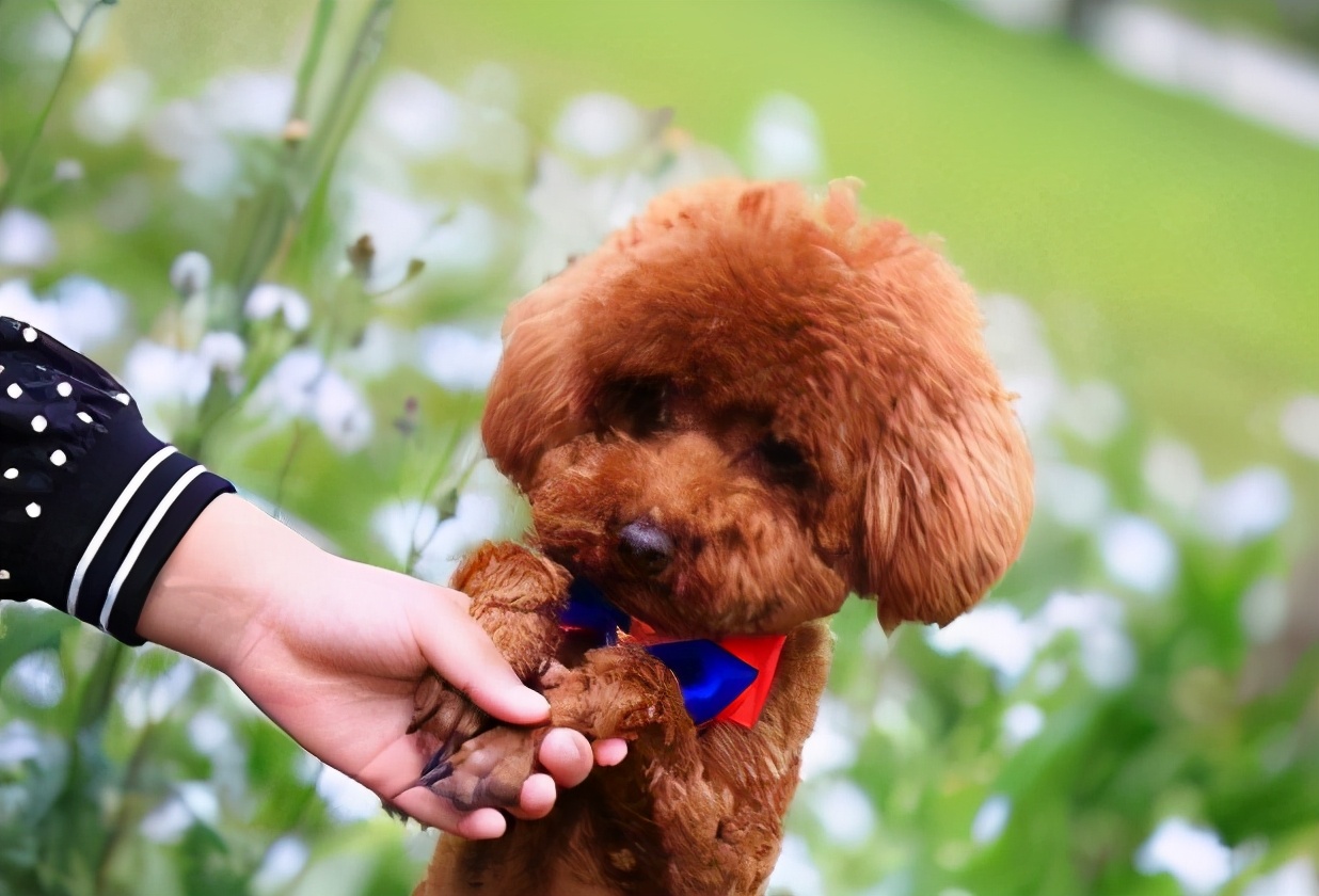 很可爱的狗被主人抛弃,可爱的泰迪被打残废