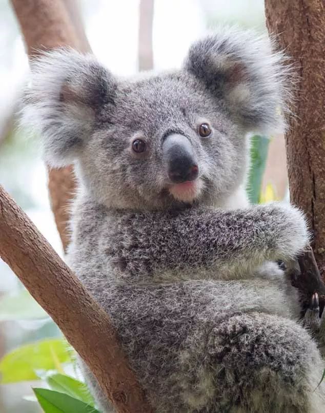 澳大利亚游的最佳线路,澳大利亚旅游攻略10天线路