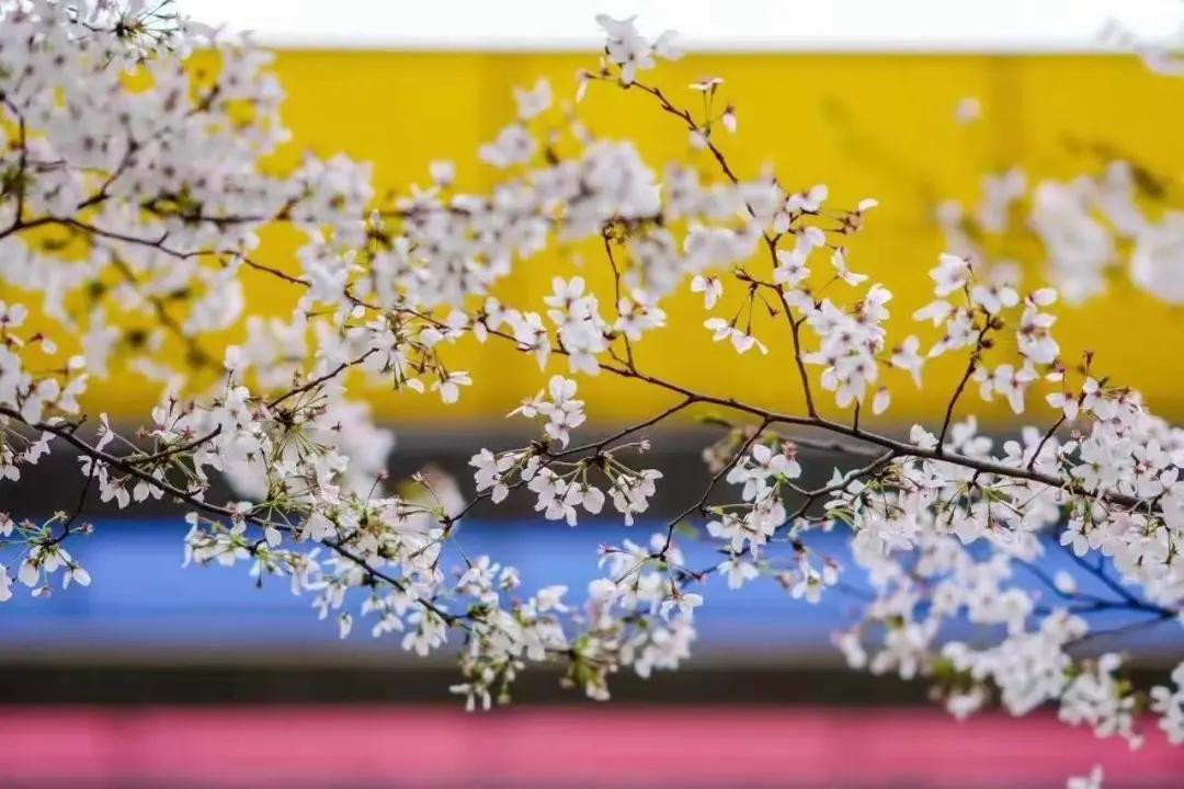 杭州美职学校风景,杭州美丽学校评选