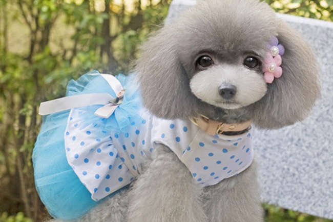 查一下泰迪犬脱毛是什么病症,泰迪狗脱毛是什么原因引起的