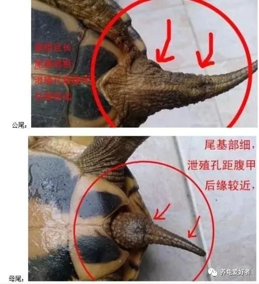 养龟常见问题及解决办法,养龟之前先要看看的干货知识