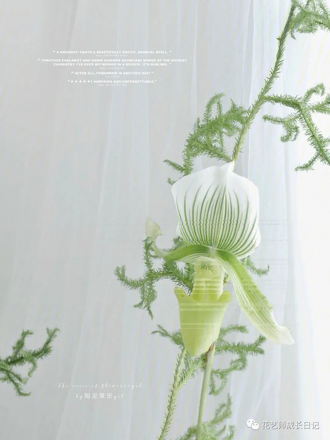 最名贵十种兰花兜兰,每日一花石竹花