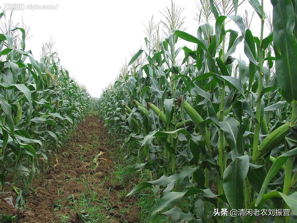 玉米须煮水喝有益处，有人拿来卖钱，是很好的扶贫创业项目