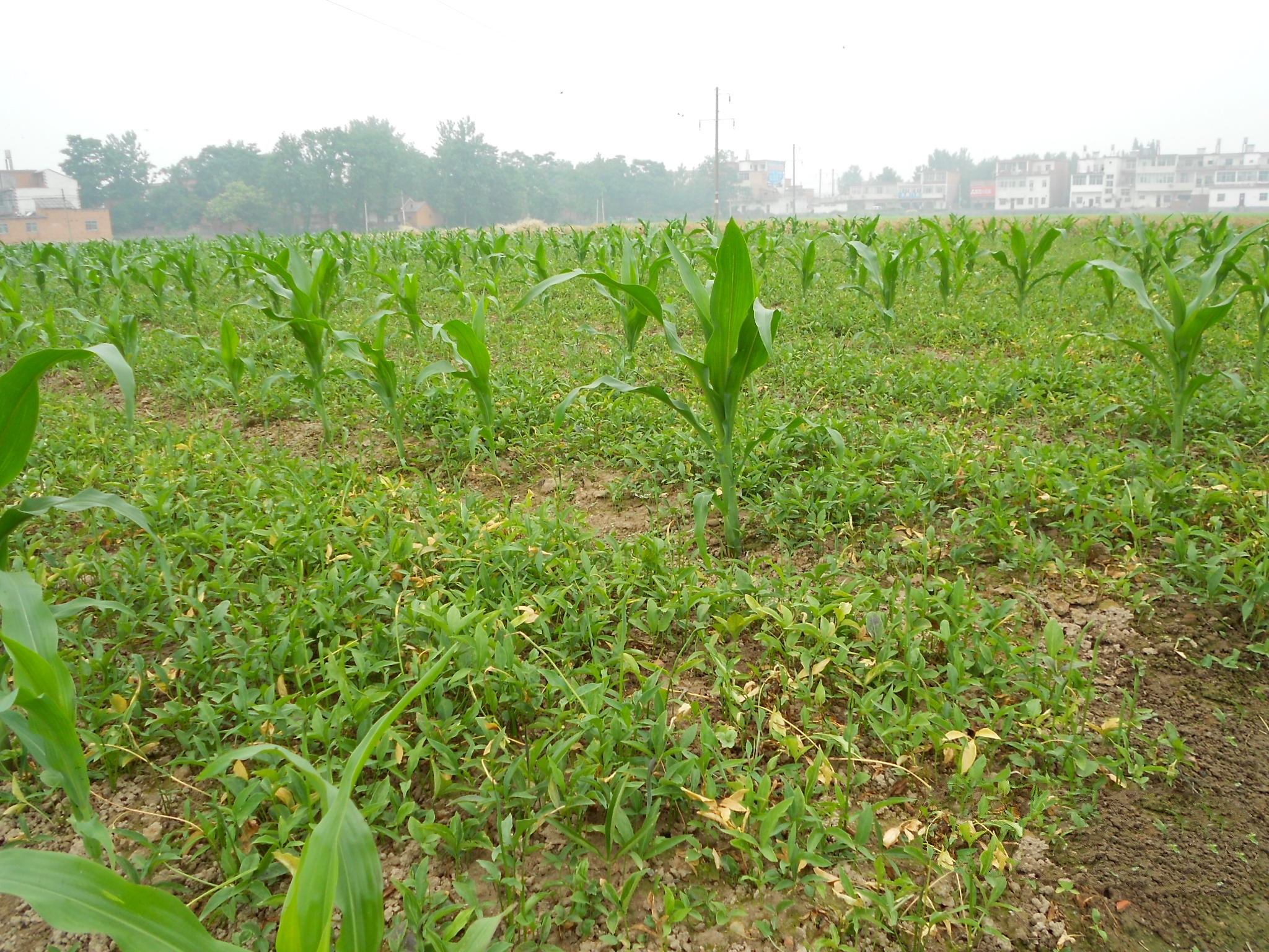 半夏出苗后用什么肥好,半夏出苗后需要打什么药