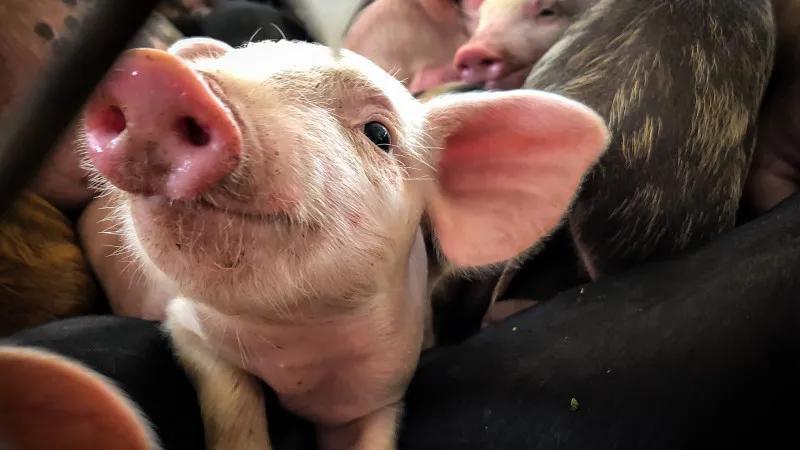 秋季腹泻疫苗效果怎么样,腹泻疫苗副作用