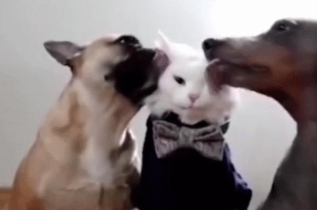 中华田园狮子猫多少钱一只,中华田园猫狮子猫蓝色眼睛