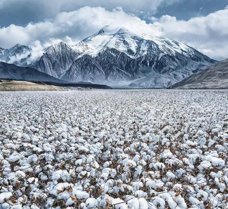 那些你绝对想不到的榨油作物，真是给古人的智慧跪了