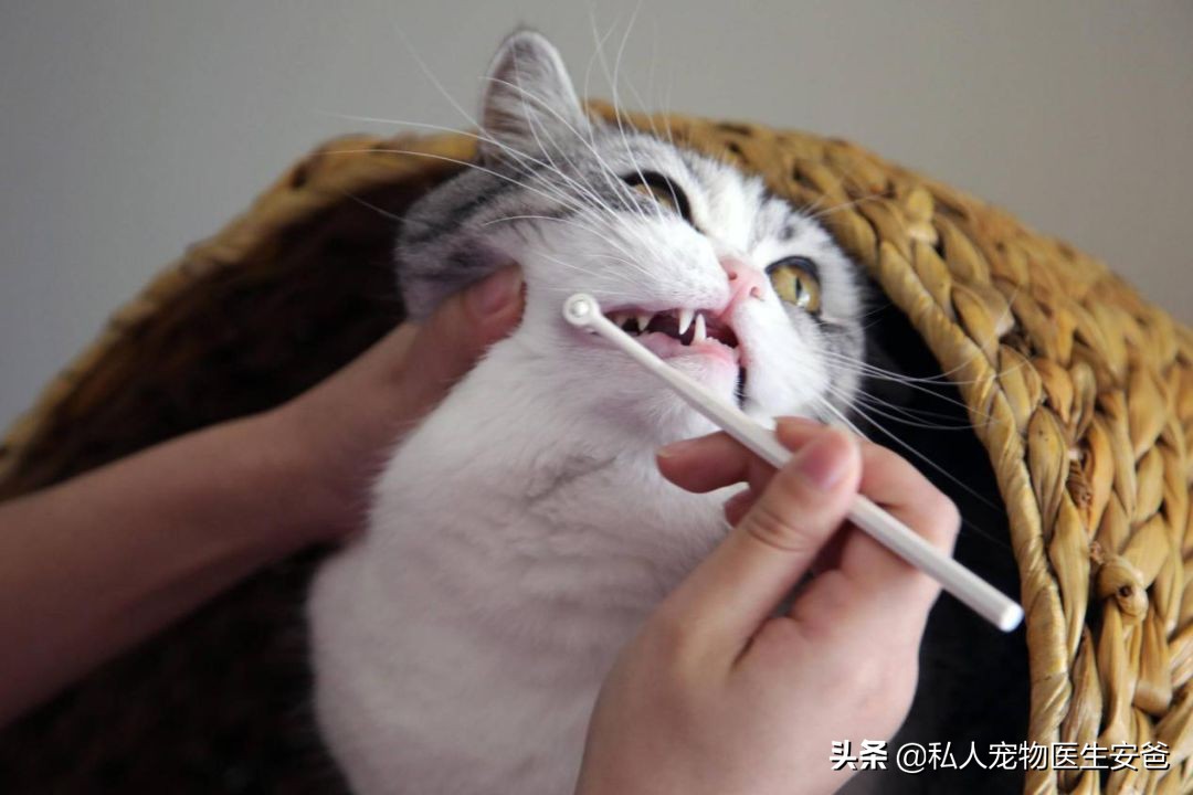 如何避免猫传腹，论猫咪日常护理的必要性